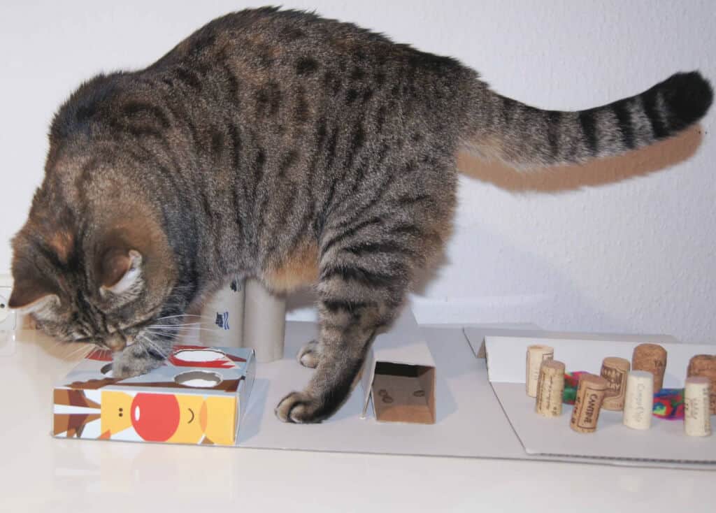 Katzenspielzeug Fummelkarton