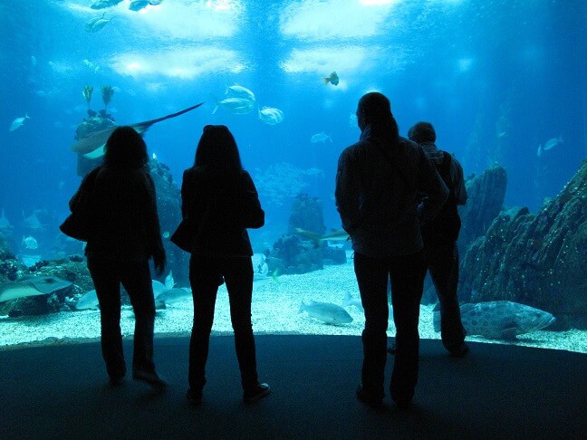 Kurztrip Lissabon Aquarium